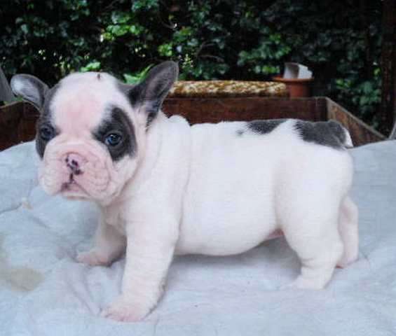 Französische Bulldoggen welpe